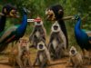 News Room National Animal Census Reveals Millions of Monkeys