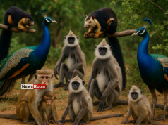 News Room : National Animal Census Reveals Millions of Monkeys, Squirrels, and Peacocks in Sri Lanka