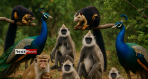 News Room : National Animal Census Reveals Millions of Monkeys, Squirrels, and Peacocks in Sri Lanka