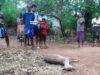 News Room : Fresh Arrest and New Revelations in Pregnant Deer Killing in Galewela News Room Fresh Arrest and New Revelations in Pregnant