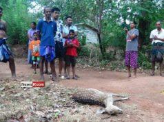 News Room : Fresh Arrest and New Revelations in Pregnant Deer Killing in Galewela