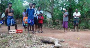 News Room : Fresh Arrest and New Revelations in Pregnant Deer Killing in Galewela