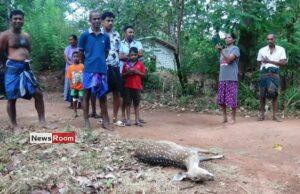 News Room : Fresh Arrest and New Revelations in Pregnant Deer Killing in Galewela
