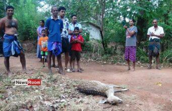 News Room : Fresh Arrest and New Revelations in Pregnant Deer Killing in Galewela News Room Fresh Arrest and New Revelations in Pregnant