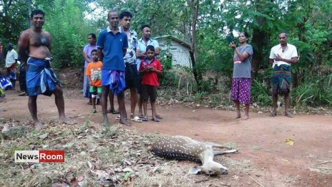 News Room : Fresh Arrest and New Revelations in Pregnant Deer Killing in Galewela