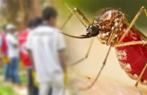 News Room : More than 50% of schools inspected have mosquito breeding grounds – The Island News Room More than 50 of schools inspected have.webp