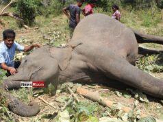 News Room : Seven Court Cases Across SL Over Brutal Killings of Iconic Elephants