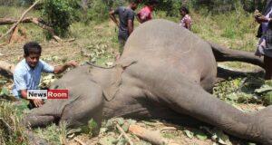 News Room : Seven Court Cases Across SL Over Brutal Killings of Iconic Elephants
