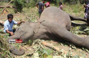 News Room : Seven Court Cases Across SL Over Brutal Killings of Iconic Elephants News Room Seven Court Cases Across SL Over Brutal