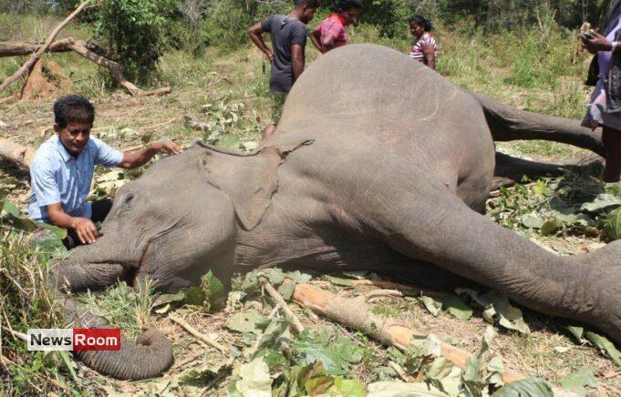 News Room : Seven Court Cases Across SL Over Brutal Killings of Iconic Elephants