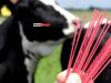 News Room : Sri Lanka to Import Sexed Bovine Semen – Dy Minister Namal Karunaratne News Room Sri Lanka to Import Sexed Bovine Semen