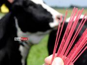News Room : Sri Lanka to Import Sexed Bovine Semen – Dy Minister Namal Karunaratne News Room Sri Lanka to Import Sexed Bovine Semen
