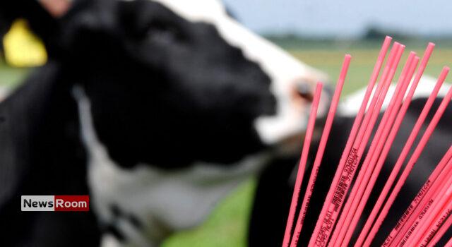 News Room Sri Lanka to Import Sexed Bovine Semen