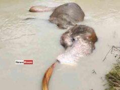 News Room : Tusker Bathiya Dies Despite Rescue Efforts