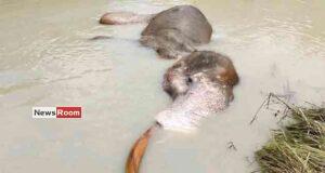News Room : Tusker Bathiya Dies Despite Rescue Efforts