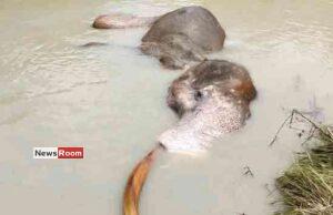 News Room : Tusker Bathiya Dies Despite Rescue Efforts News Room Tusker Bathiya Dies Despite Rescue Efforts