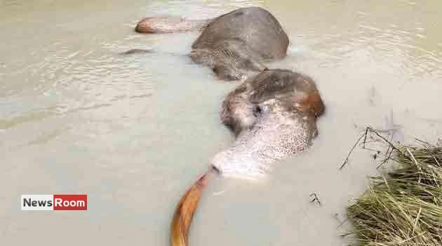 News Room : Tusker Bathiya Dies Despite Rescue Efforts News Room Tusker Bathiya Dies Despite Rescue Efforts