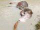 News Room Tusker Bathiya Dies Despite Rescue Efforts