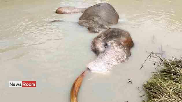 News Room : Tusker Bathiya Dies Despite Rescue Efforts