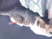 News Room Tutus Incredible Journey Cat Travels 72km to