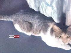 News Room : Tutu’s Incredible Journey: Cat Travels 72km to Find Her Way Back Home