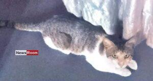 News Room : Tutu’s Incredible Journey: Cat Travels 72km to Find Her Way Back Home