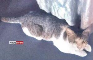 News Room : Tutu’s Incredible Journey: Cat Travels 72km to Find Her Way Back Home News Room Tutus Incredible Journey Cat Travels 72km to