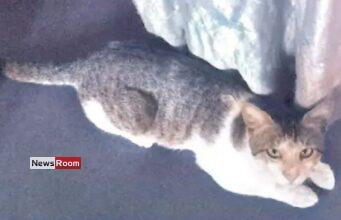 News Room : Tutu’s Incredible Journey: Cat Travels 72km to Find Her Way Back Home News Room Tutus Incredible Journey Cat Travels 72km to