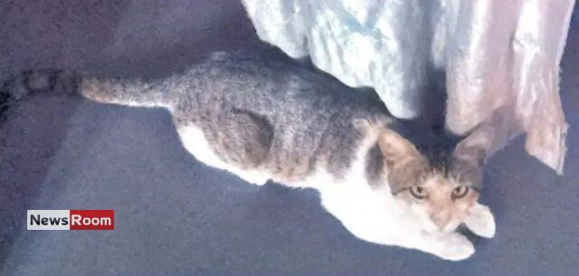 News Room : Tutu’s Incredible Journey: Cat Travels 72km to