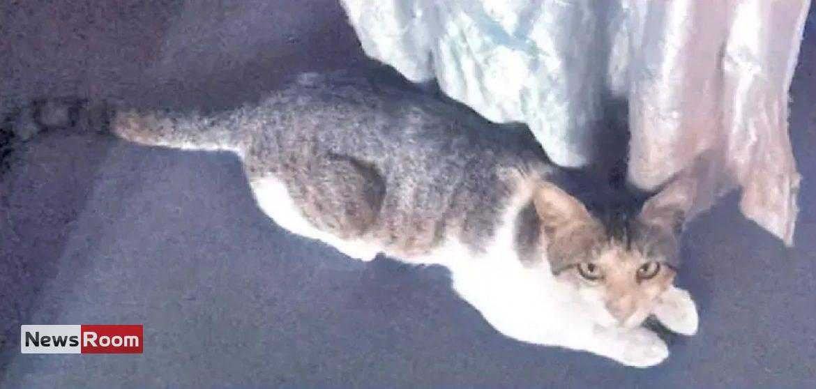 News Room : Tutu’s Incredible Journey: Cat Travels 72km to