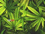 News Room Govt Outlines Conditions for Cannabis Cultivation Approval