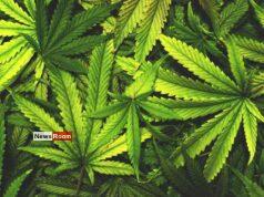 News Room : Govt Outlines Conditions for Cannabis Cultivation Approval