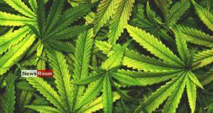 News Room : Govt Outlines Conditions for Cannabis Cultivation Approval