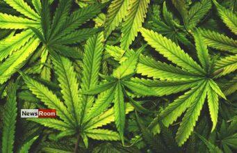 News Room Govt Outlines Conditions for Cannabis Cultivation Approval
