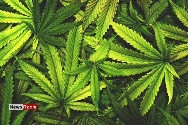 News Room : Govt Outlines Conditions for Cannabis Cultivation Approval