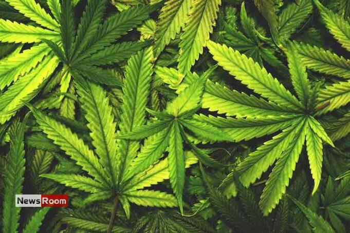 News Room : Govt Outlines Conditions for Cannabis Cultivation Approval
