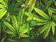News Room : Govt Outlines Conditions for Cannabis Cultivation Approval News Room Govt Outlines Conditions for Cannabis Cultivation Approval