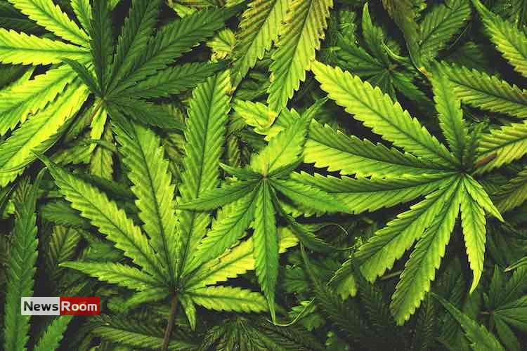 News Room : Govt Outlines Conditions for Cannabis Cultivation Approval