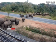 News Room : Sri Lanka Railways Installs CCTV to Curb Elephant-Train Collisions