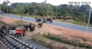 News Room : Sri Lanka Railways Installs CCTV to Curb Elephant-Train Collisions
