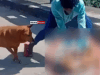 News Room Teen Remanded for Brutal Attack on Dog