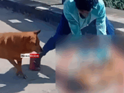News Room Teen Remanded for Brutal Attack on Dog