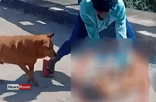 News Room : Teen Remanded for Brutal Attack on Dog