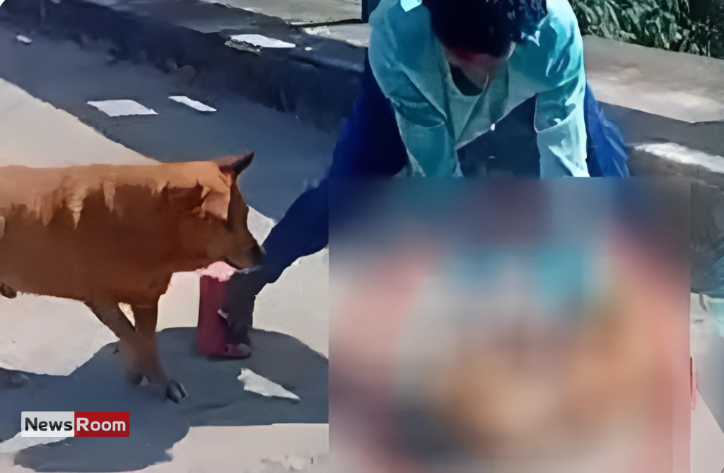 News Room : Teen Remanded for Brutal Attack on Dog