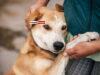 News Room Vet Turned PS Chairman Launches Plan to End Rabies