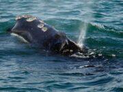 News Room : First treaty to protect marine life in high seas to take effect in January News Room First treaty to protect marine life in