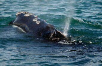 News Room First treaty to protect marine life in