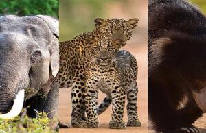 News Room : Wildlife census only 50 percent reliable – The Island