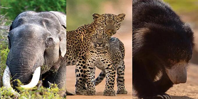 News Room : Wildlife census only 50 percent reliable – The Island