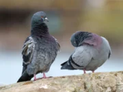 News Room : 32 Pigeons Stolen from Dehiwala National Zoo News Room 32 Pigeons Stolen from Dehiwala National Zoo.webp